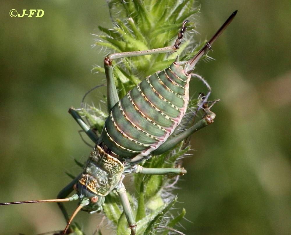 Bradyporidae: Uromenus elegans, femmina